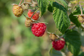 Ripe raspberries on branch in garden on summer day