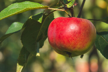 Closeup red apple on tree branch on summer sunny day