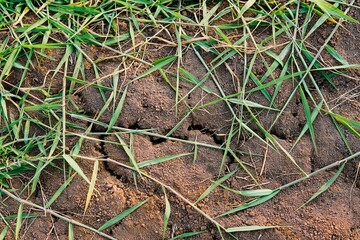 split land in agricultural land due to lack of water. split ground