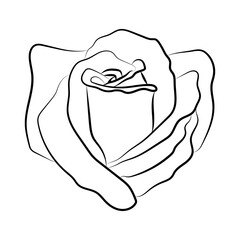 Vector illustration of rose bud. Hand drawn botanical element, isolated on white background