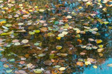 Colourful fall leaves in pond lake water.