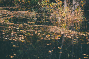 Colourful fall leaves in dark lake water.