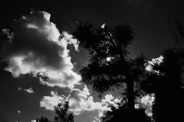 nuvole con alberi in bianco e nero