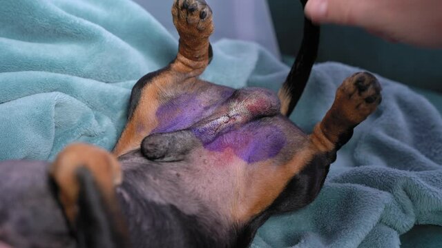 Veterinarian examines wound and suture on abdomen and genitals of dog after castration surgery, close up. Necessary procedures for maintaining and improving health of pets, or to stop reproduction.