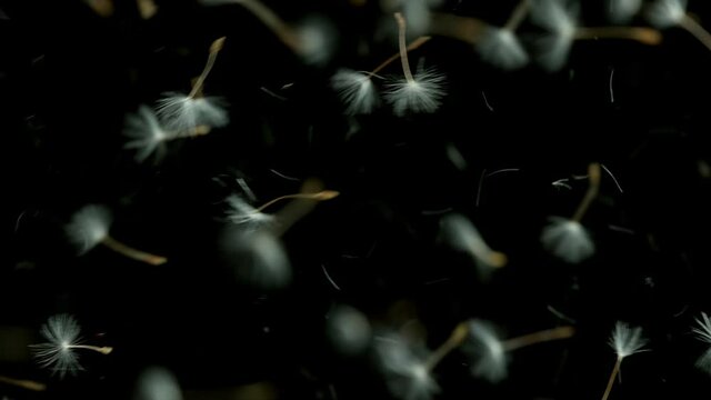 Macro Shot of Dandelion being blown in super slow motion on black background. Filmed on high speed cinematic camera at 1000 fps.