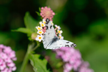 A white butterfly drinking nectar from a flower before flying away slowly