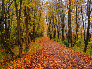 Fototapeta na wymiar Bright autumn. Maple alley with fallen leaves.