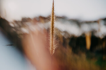 thatch is gorgeous at dusk at golden hour. artsy