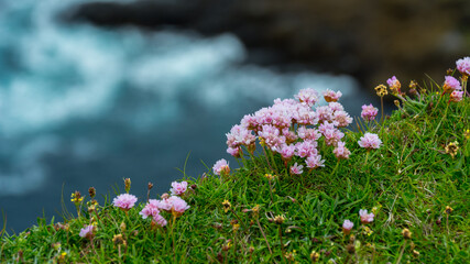 wild flowers on the edge of the cliff on Shetland Islands