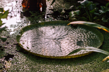 Pond with Victoria amazonica leaves. Tropical rainforest, jungle background.