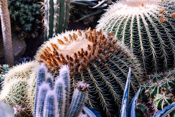 Various species of cactuses and succulents