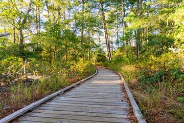 Wooden walkway in Chincoteague Wildlife Refuge in Virginia