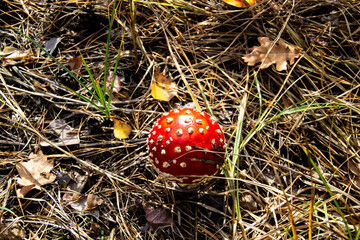 Beautiful Poisonous Mushroom in the forest at the autumn. Red agaric mushroom. Toadstool in the grass. Amanita muscaria. Toxic mushroom with red hat and white dots