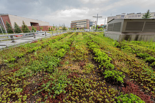 Green Roof At The Top Of Buidling 