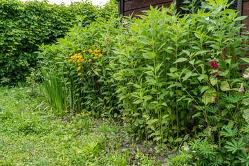 Patch of topinambur Jerusalem artichoke growing next to wooden wall