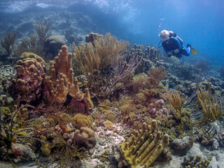 Caribbean coral garden