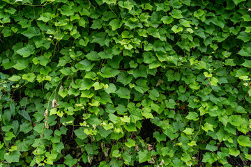 Hedge made of grapevine