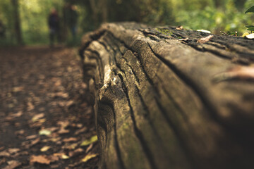 Fototapeta premium stump in the forest