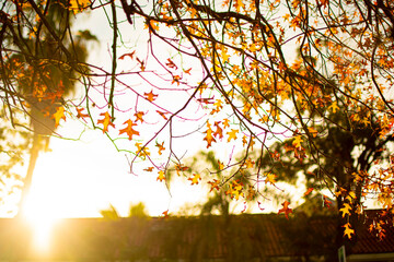 Cayendo desde el cielo