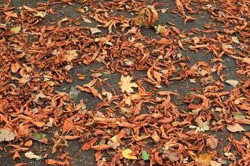 An alley in the park is covered with fallen leaves, the beginning of autumn.