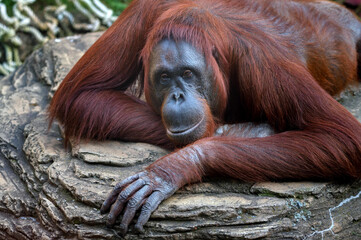 Orangutan or Pongo pygmaeus lies on a stone