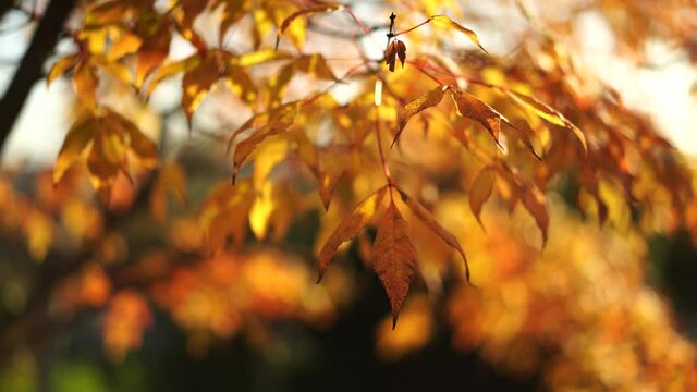 Orange tree leaves on a blurry background with bokeh. Autumn, seasons