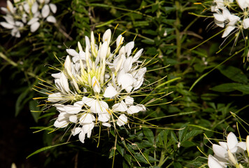 Fleurs blanche, cleoserrata iltis