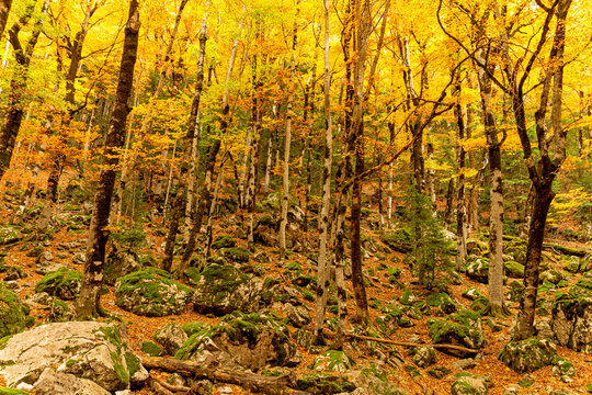 1,216 件の最適な Hayas 画像、ストック写真、ベクター | Adobe Stock