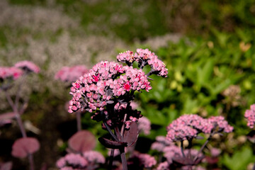 Spir&eacute;e du Japon