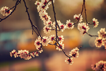 Apricot tree blossoms