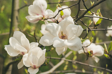 Magnolia spring flowers