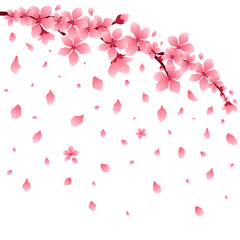 Sakura or cherry branch with flowers, falling petals, isolated, vector illustration.