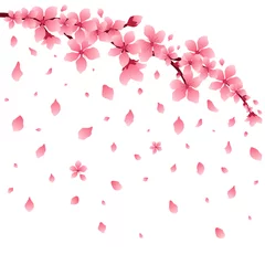 Sakura oder Kirschzweig mit Blumen, fallende Blütenblätter, isoliert, Vektorillustration. © Vectorry