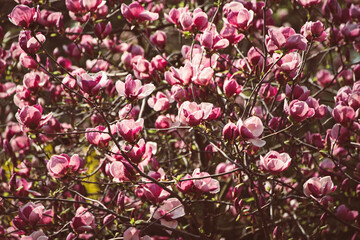 Magnolia spring flowers