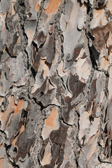 tree with camouflage, rough material hardwood, 
no person and vertical