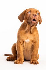 Cachorro Dogo de Burdeos