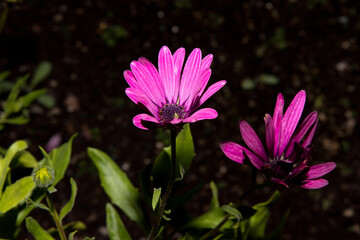 Fototapeta premium anemone hortensis