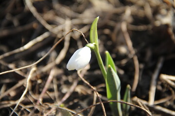 spring snowdrop flower