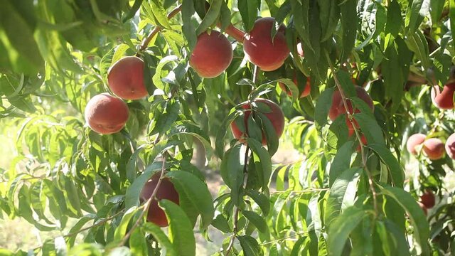 Close up of ripe red peaches on trees on sunny day
