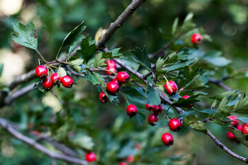 Close up of red rose hips hanging on the bench on a green background. Red rose hips of dog rose. Briar rose.