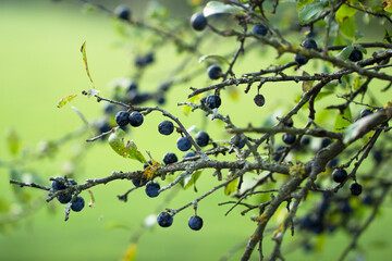 The fruits of blackthorn. Prunus spinosa berries commonly known as blackthorn or sloe on green background.