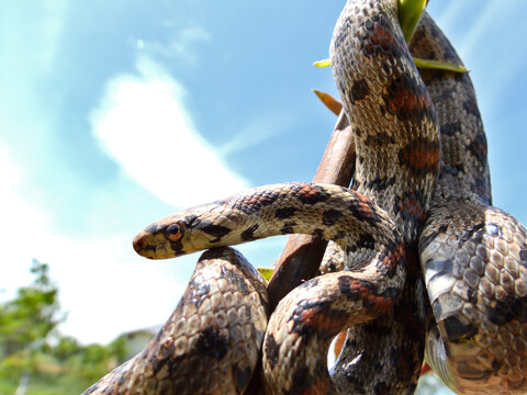 Leopard snake (Zamenis situla). Leopard snake close up photo.