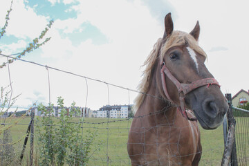 sad belgian horse