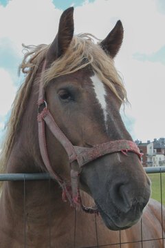 sad belgian horse