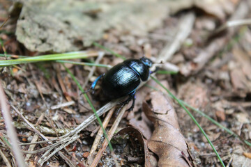 Macro photo of a dor beetle.