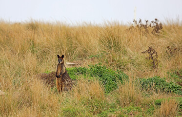 Wallaby in grass - Phillip Island, Victoria, Australia