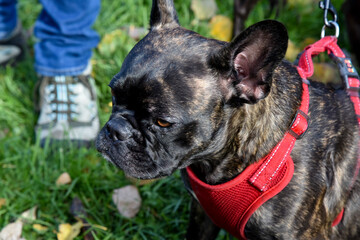 bouledogue francais gros plan