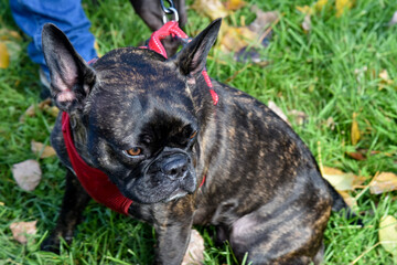 bouledogue francais gros plan