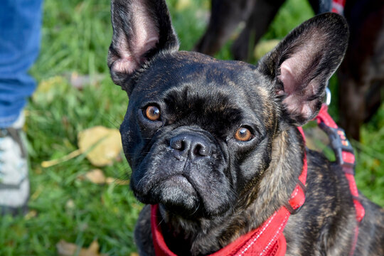 bouledogue francais gros plan