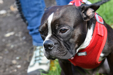 bouledogue francais gros plan